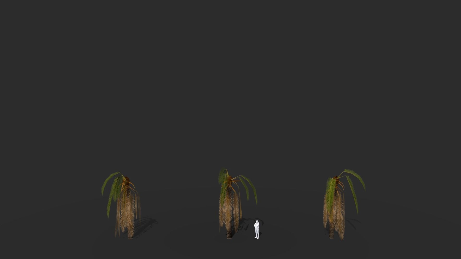 Phoenix Dactylifera Palm Tree Low-poly 3D model_13