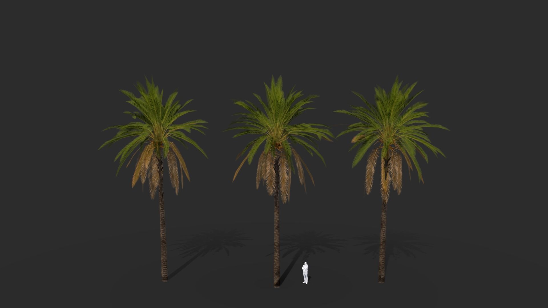 Phoenix Dactylifera Palm Tree Low-poly 3D model_6