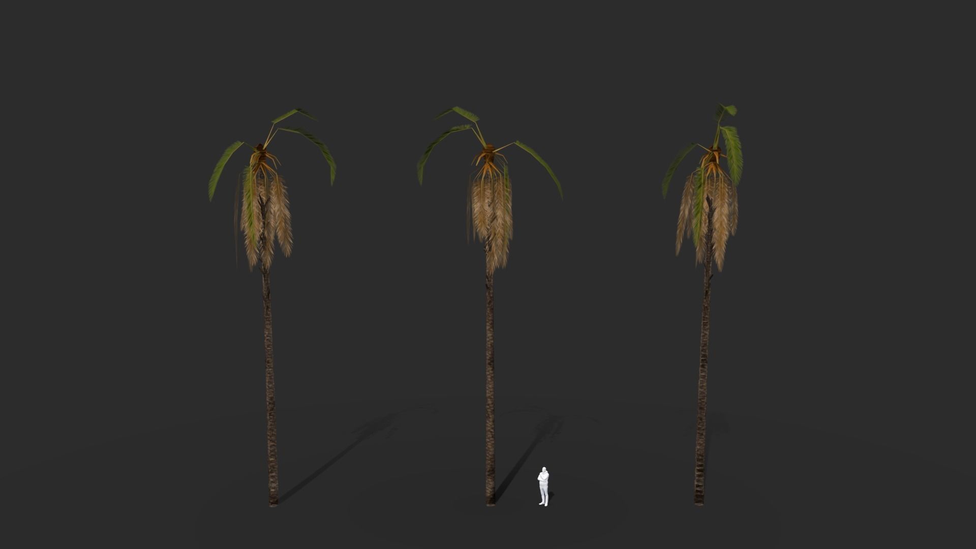 Phoenix Dactylifera Palm Tree Low-poly 3D model_14