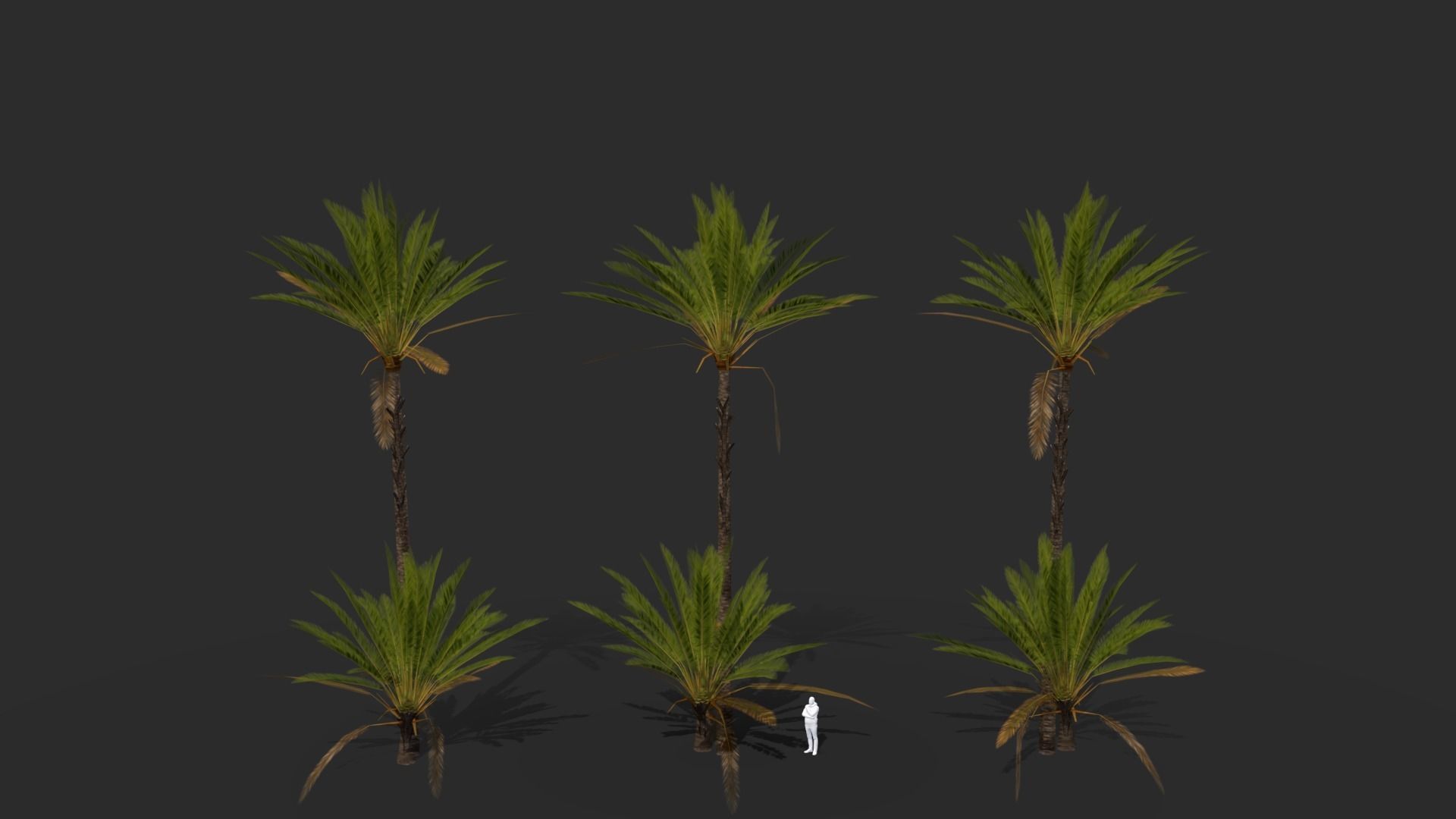 Phoenix Dactylifera Palm Tree Low-poly 3D model_12