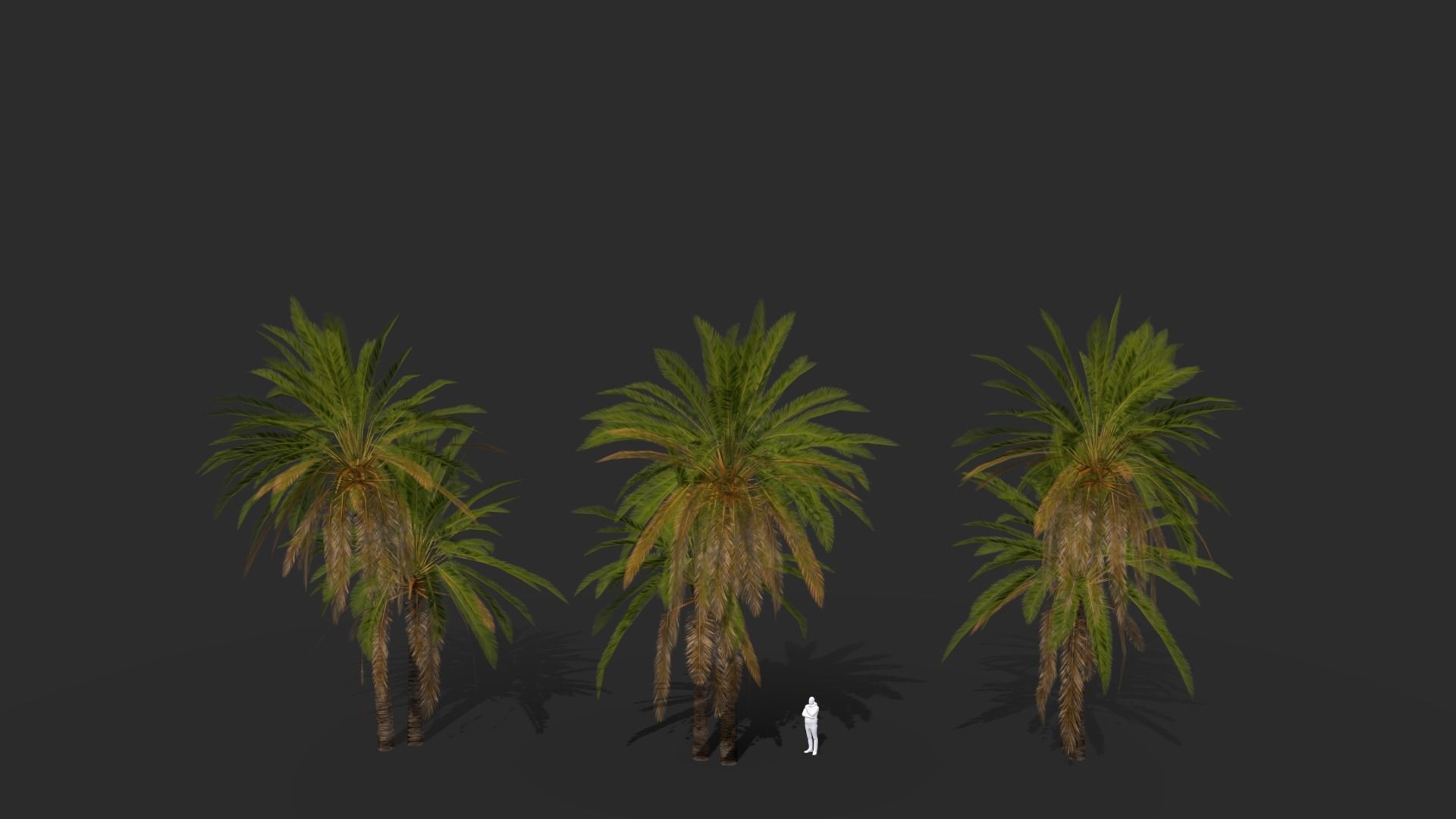 Phoenix Dactylifera Palm Tree Low-poly 3D model_5