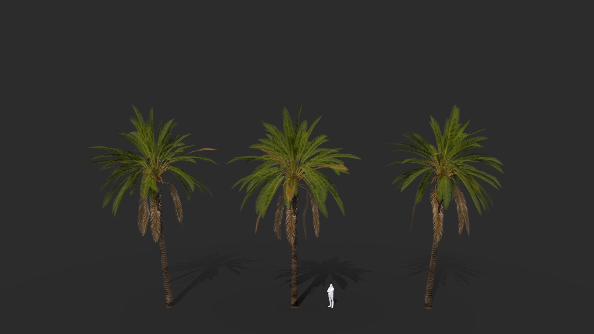 Phoenix Dactylifera Palm Tree Low-poly 3D model_10