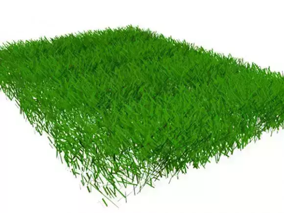 Grass