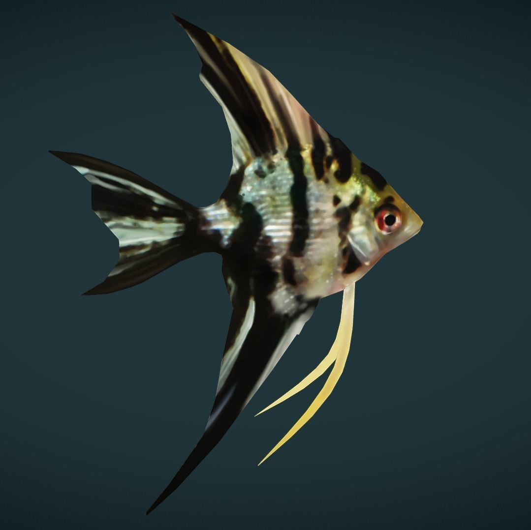 Low poly Angel Fish Low-poly 3D model_2