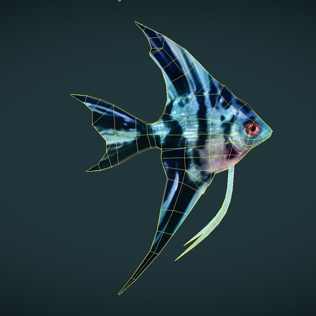 Low poly Angel Fish Low-poly 3D model_3