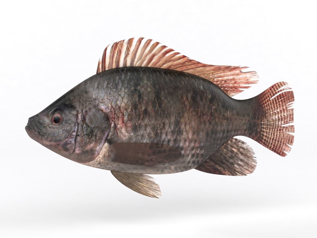 Tilapia Fish 3D model_1
