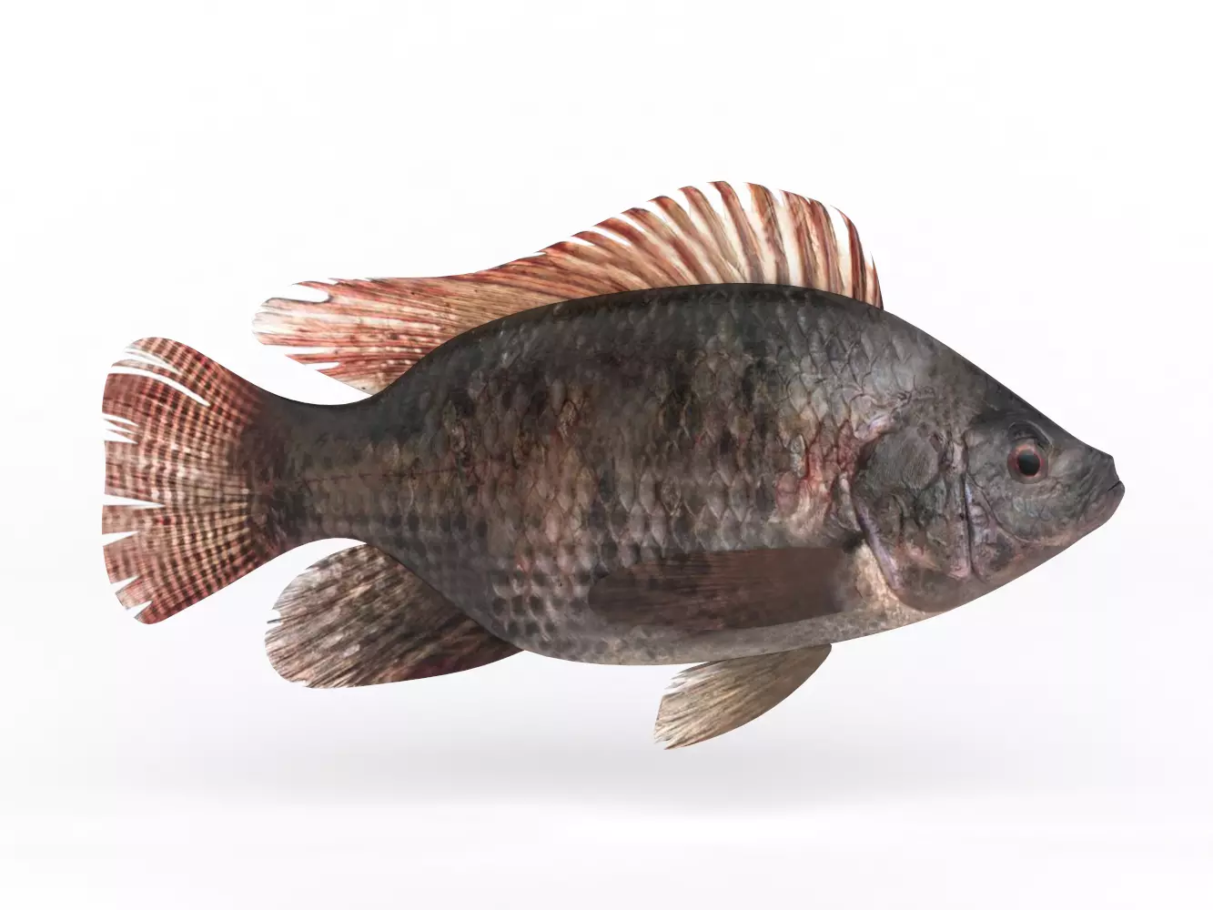 Tilapia Fish 3D model_0