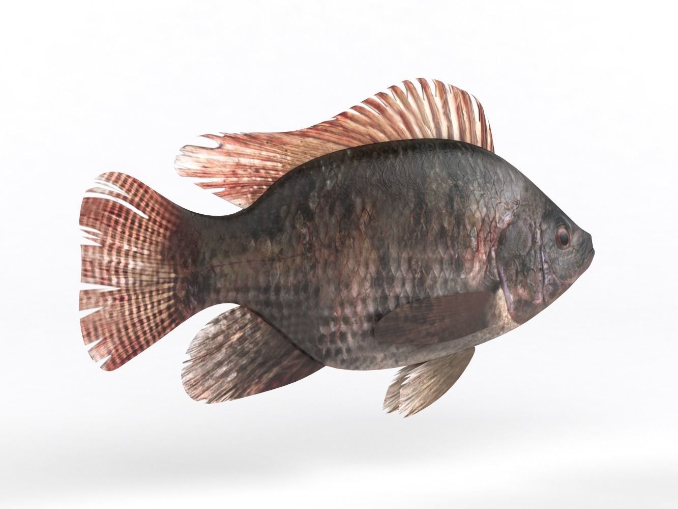 Tilapia Fish 3D model_3