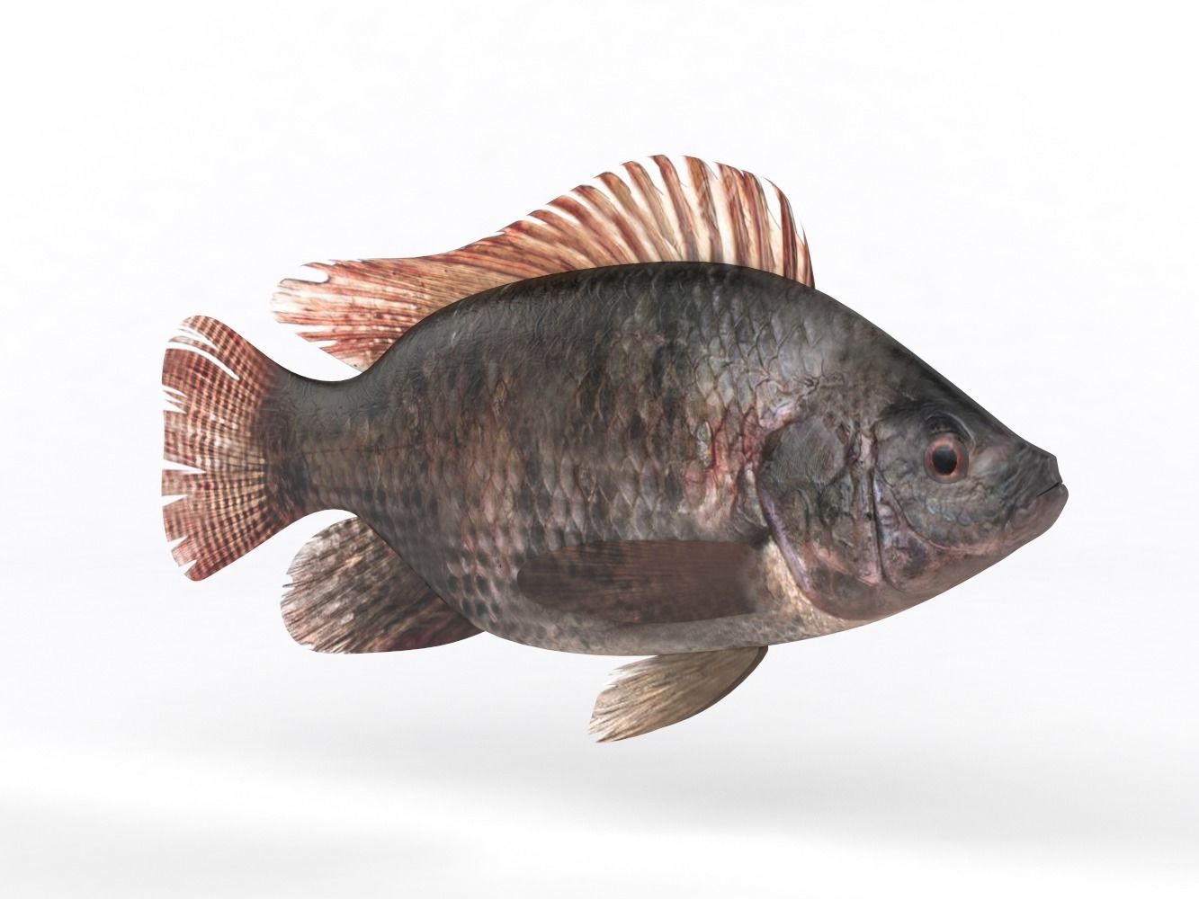 Tilapia Fish 3D model_2