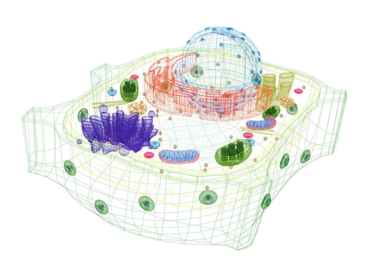 Plant Cell 3D model_9