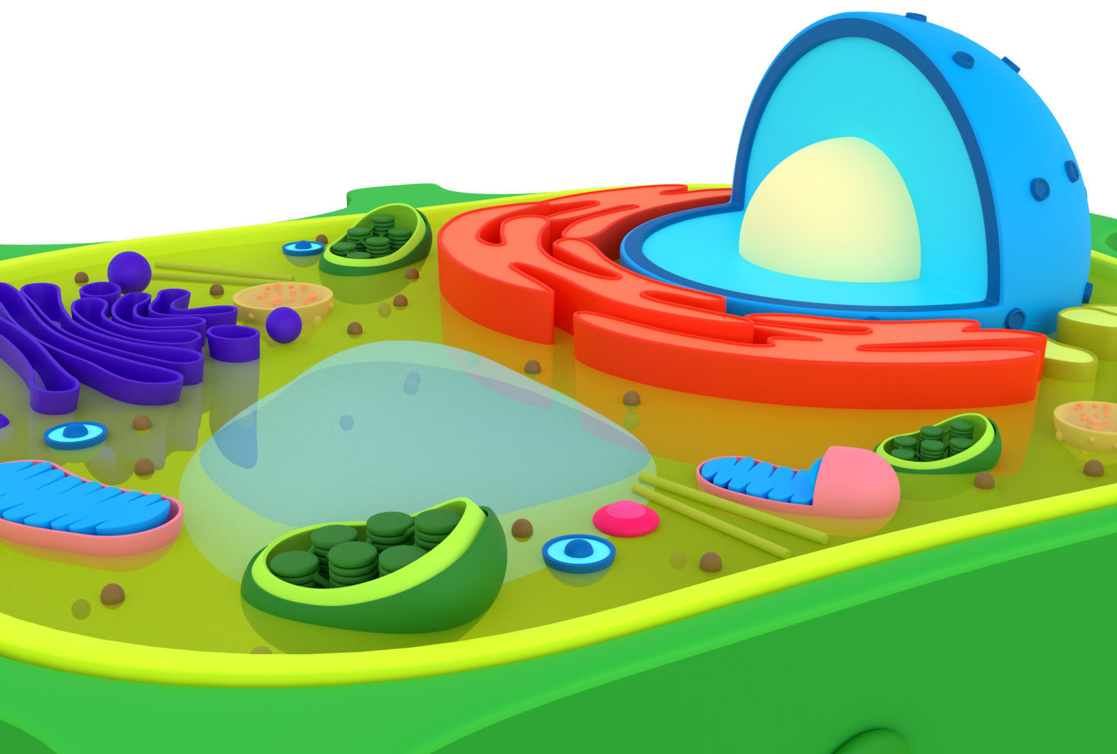 Plant Cell 3D model_5
