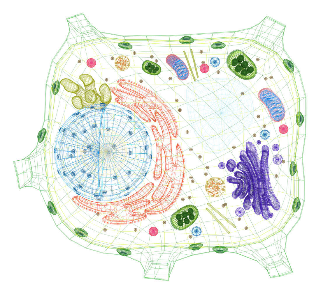 Plant Cell 3D model_11