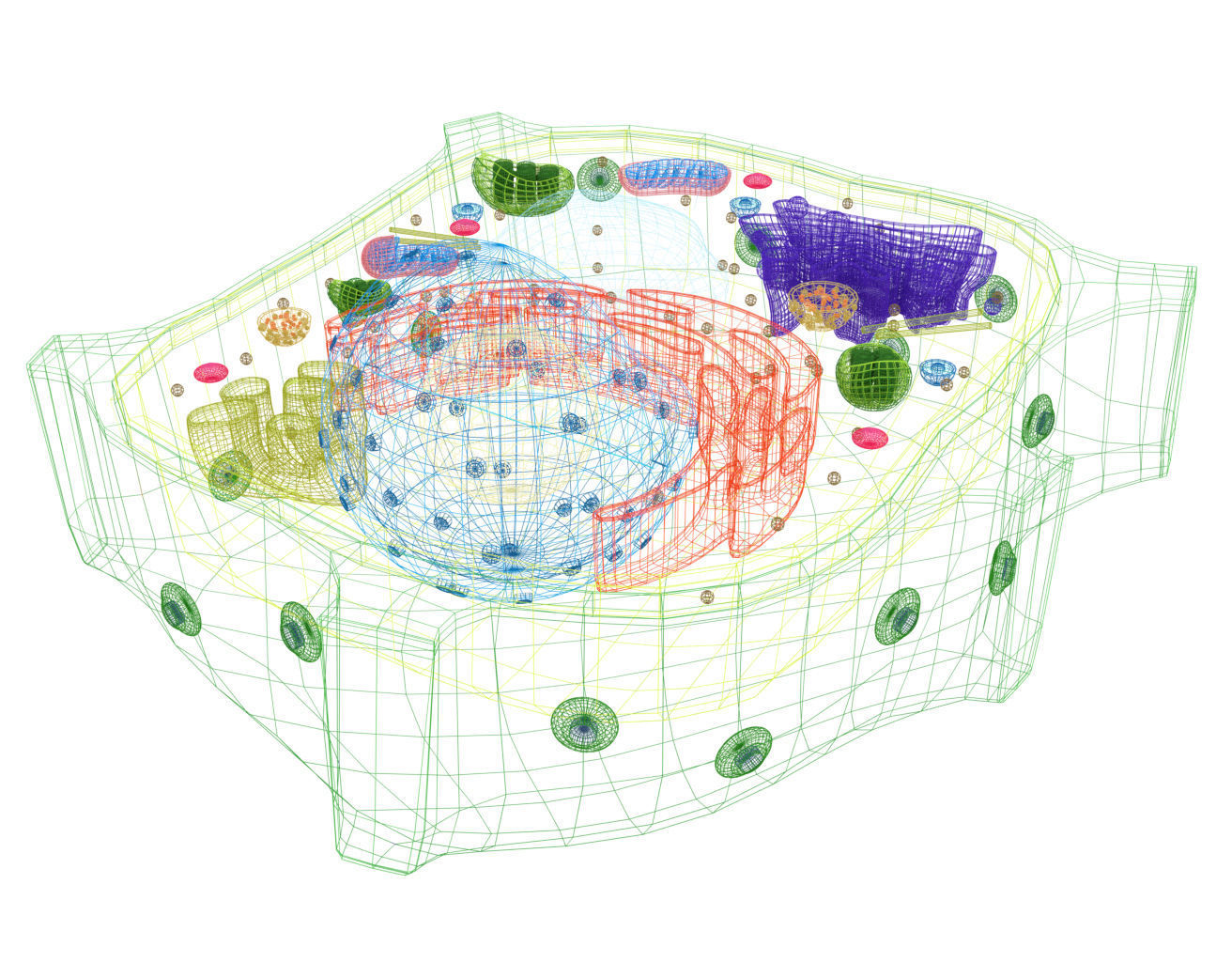 Plant Cell 3D model_10