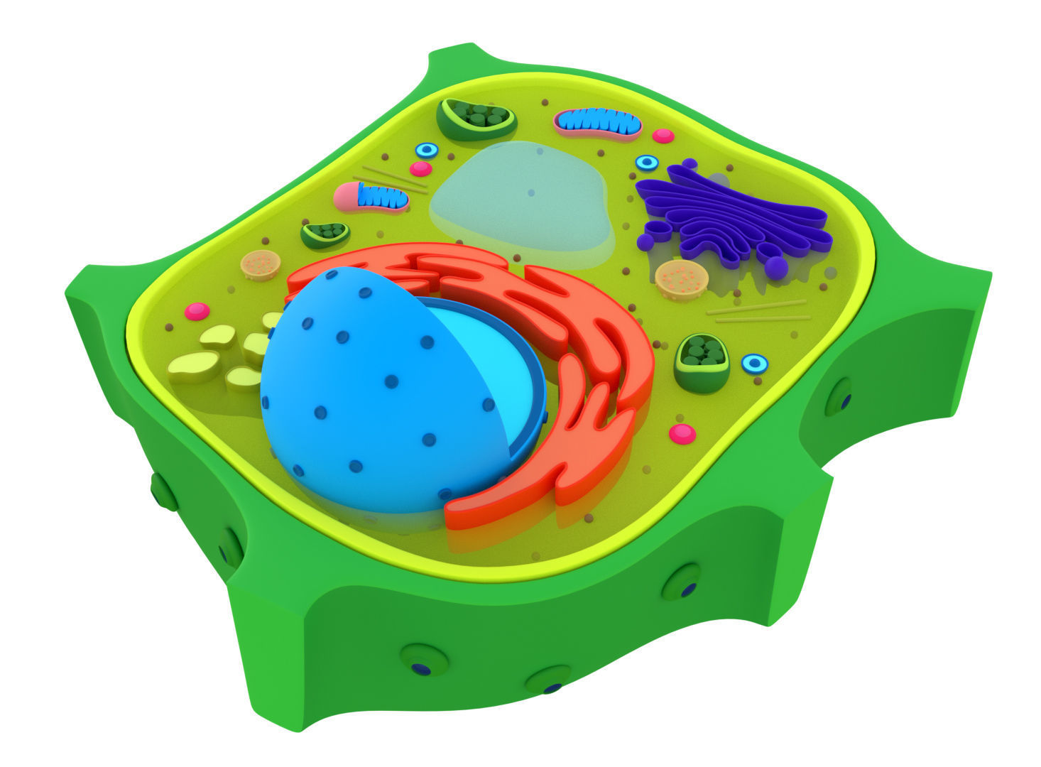 Plant Cell 3D model_7