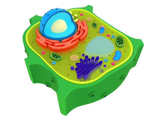 Plant Cell 3D model