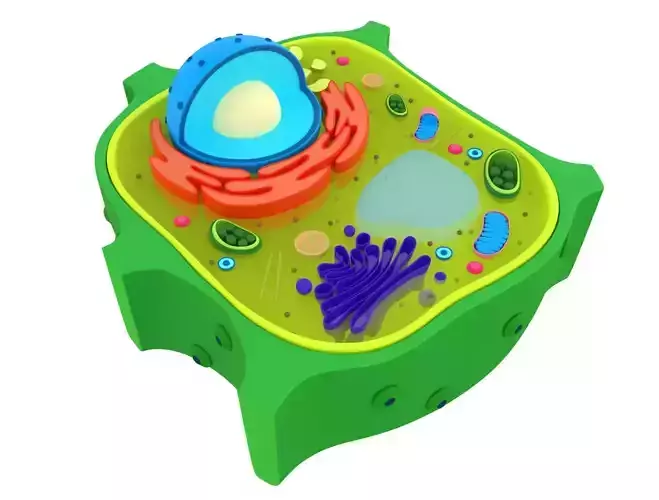 Plant Cell 3D model