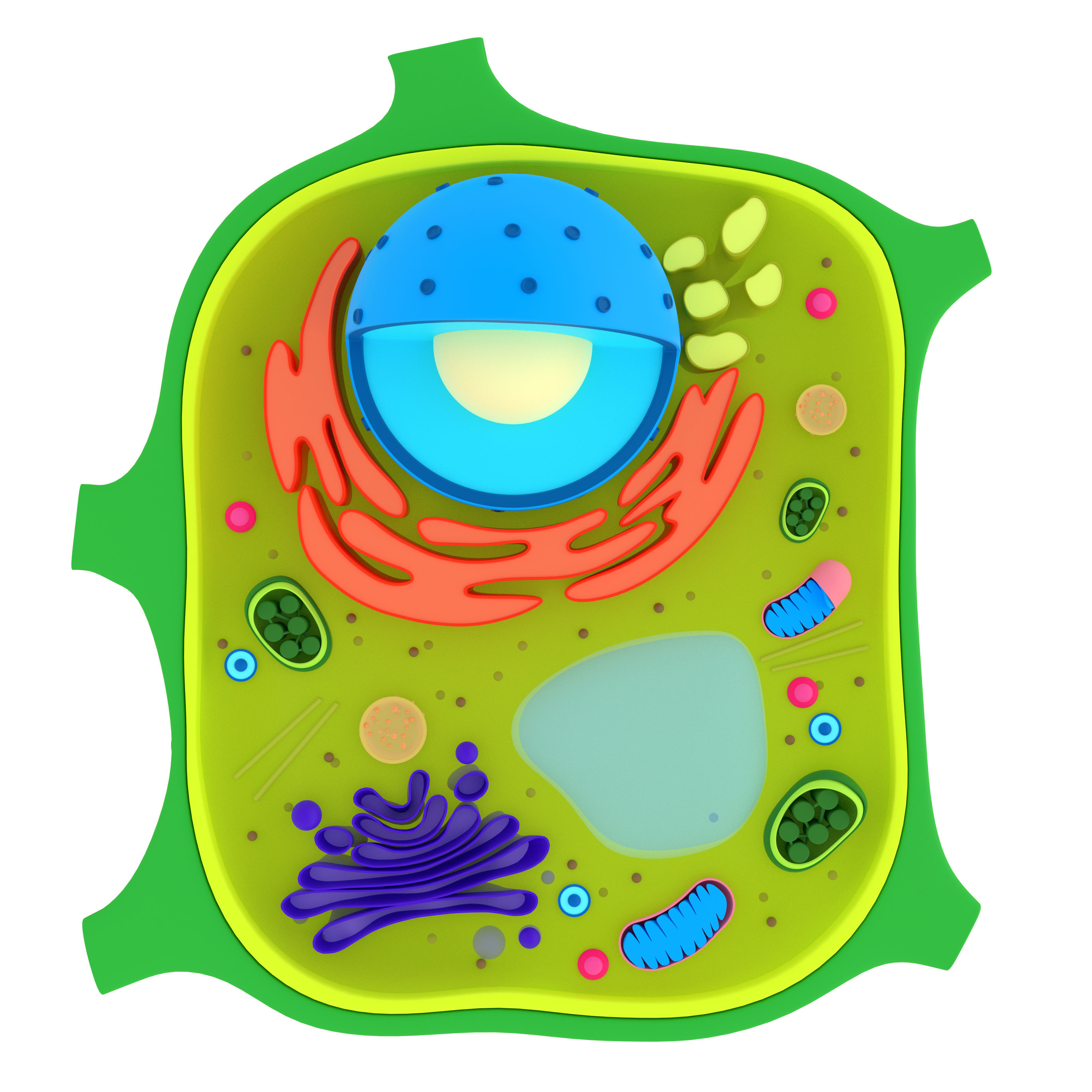 Plant Cell 3D model_8