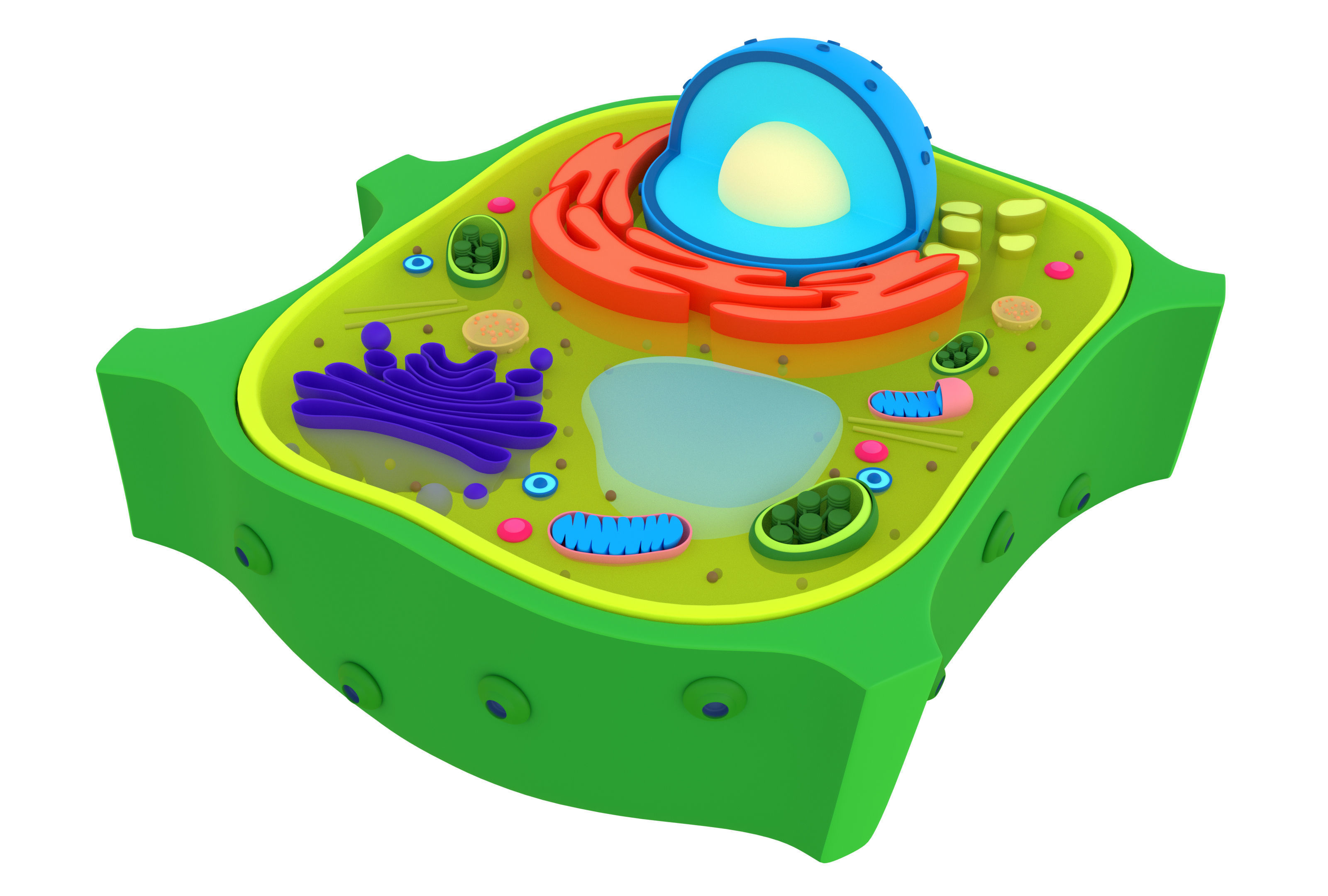 Plant Cell 3D model_4