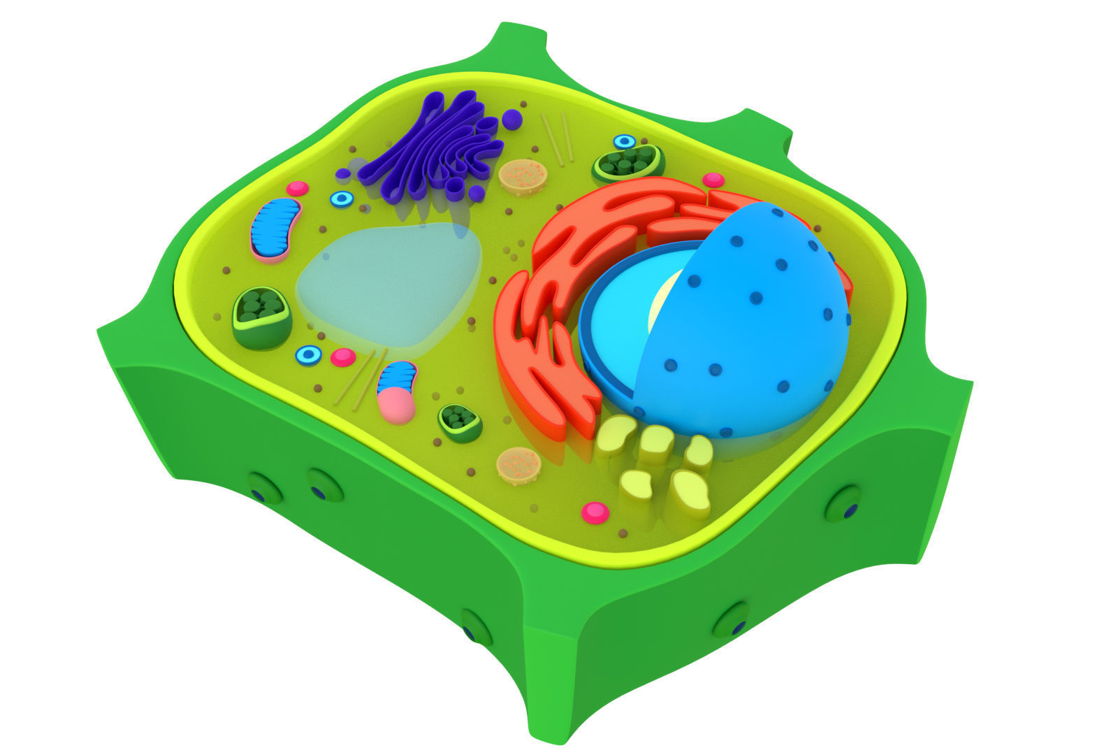 Plant Cell 3D model_6