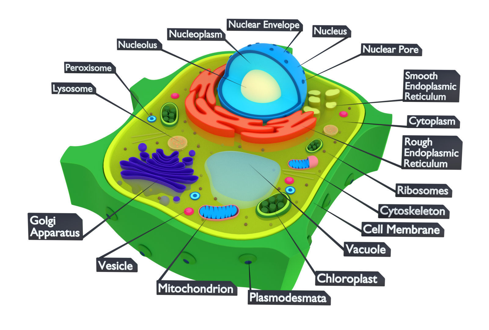 Plant Cell 3D model_3