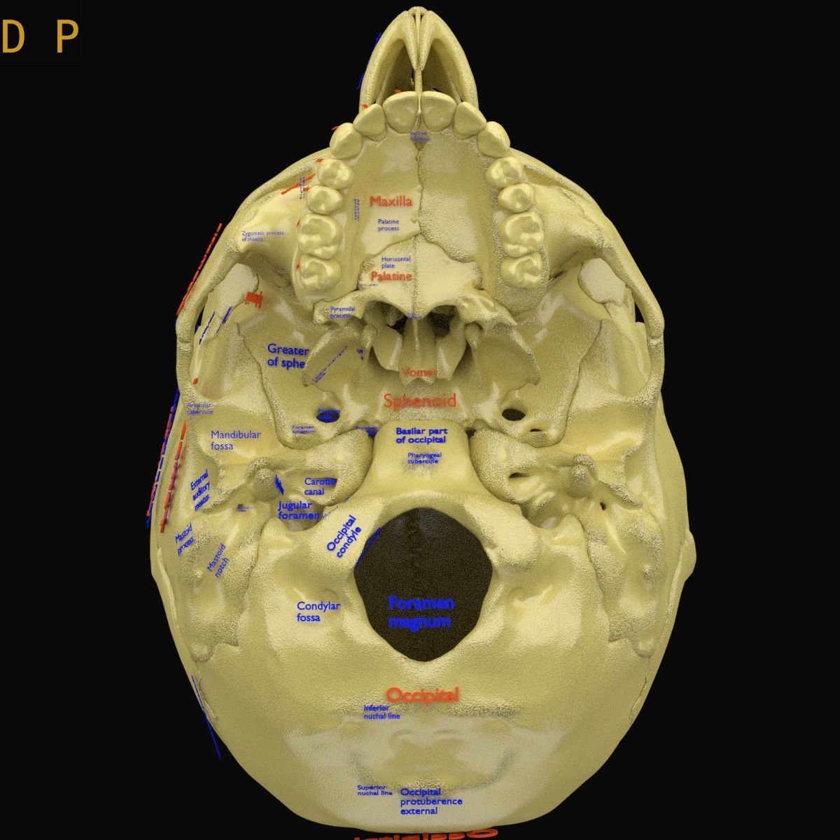 Labelled Skull Model skull labelled anatomy text ldetailed 3D model 3D printable | CGTrader