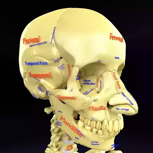 skull labelled anatomy text ldetailed 3D print model