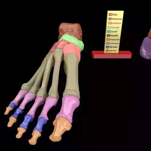 Foot Seperated Bones With colour coded Labels 3D print model