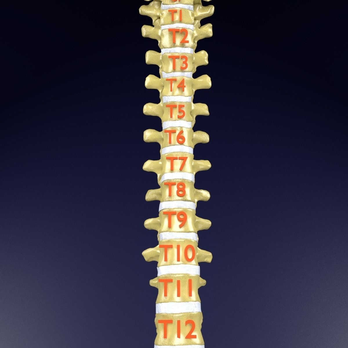 Vertebrae vertebral column labelled text detail 3D model_5