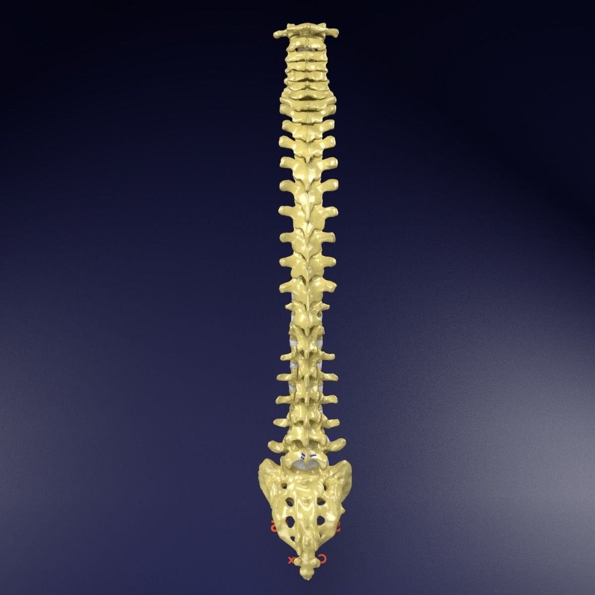 Vertebrae vertebral column labelled text detail 3D model_4