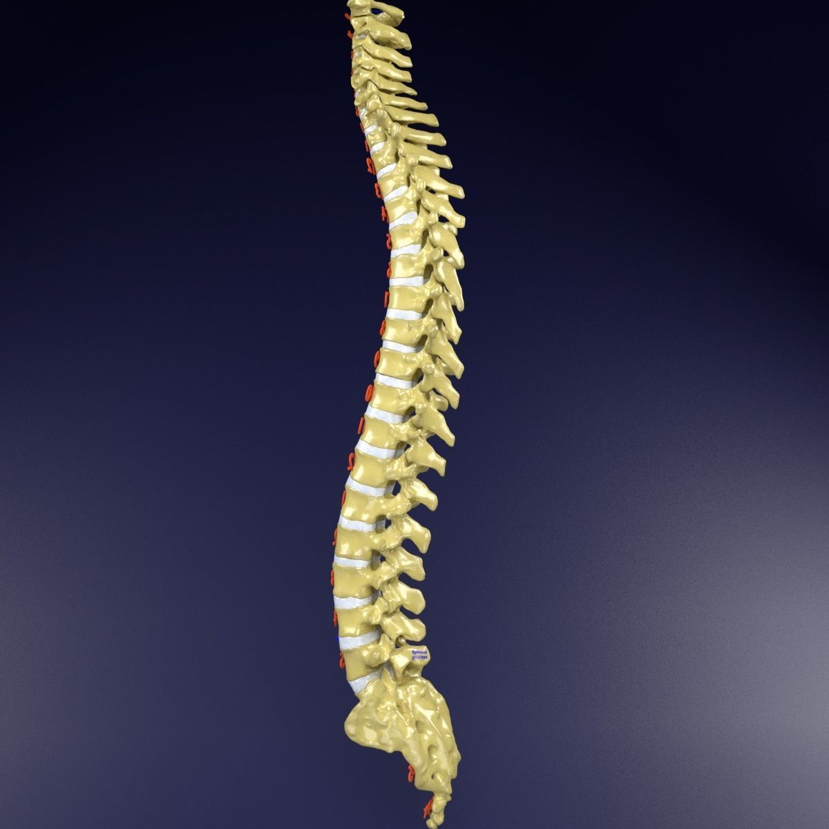Vertebrae vertebral column labelled text detail 3D model_3
