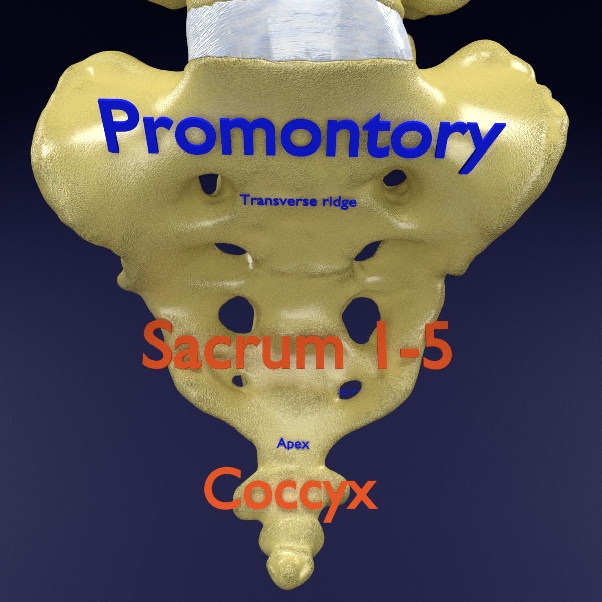 Vertebrae vertebral column labelled text detail 3D model_7
