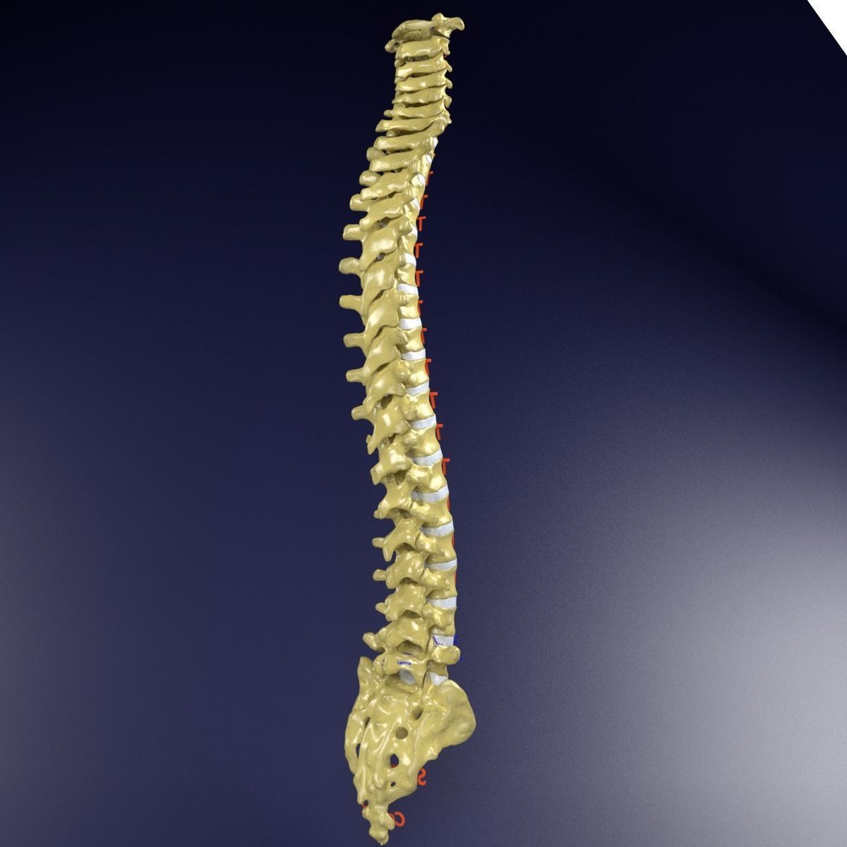 Vertebrae vertebral column labelled text detail 3D model_8