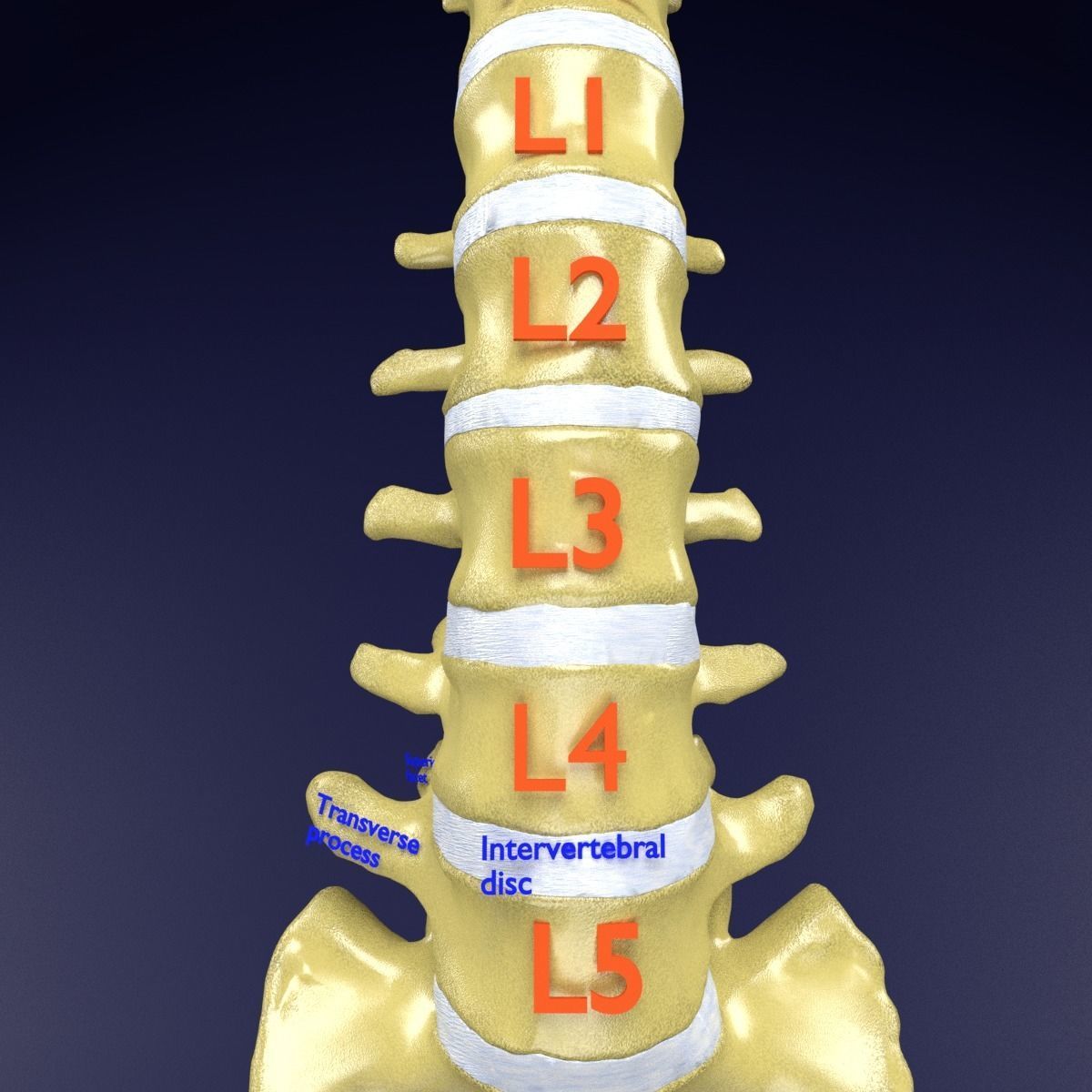 Vertebrae vertebral column labelled text detail 3D model_6