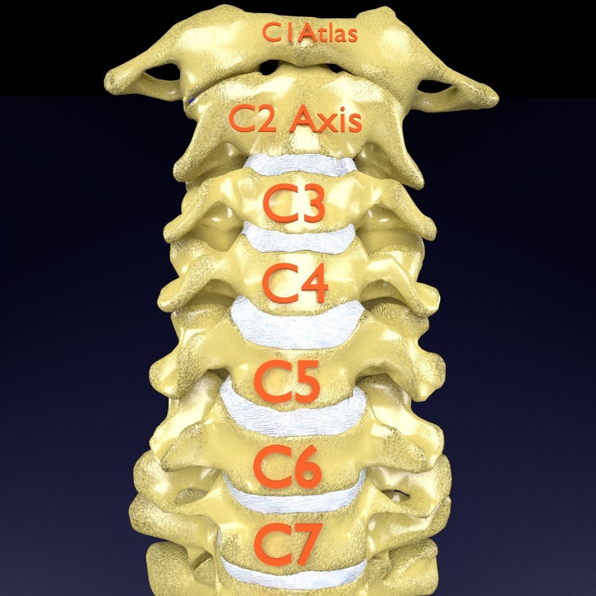 Vertebrae vertebral column labelled text detail 3D model_1