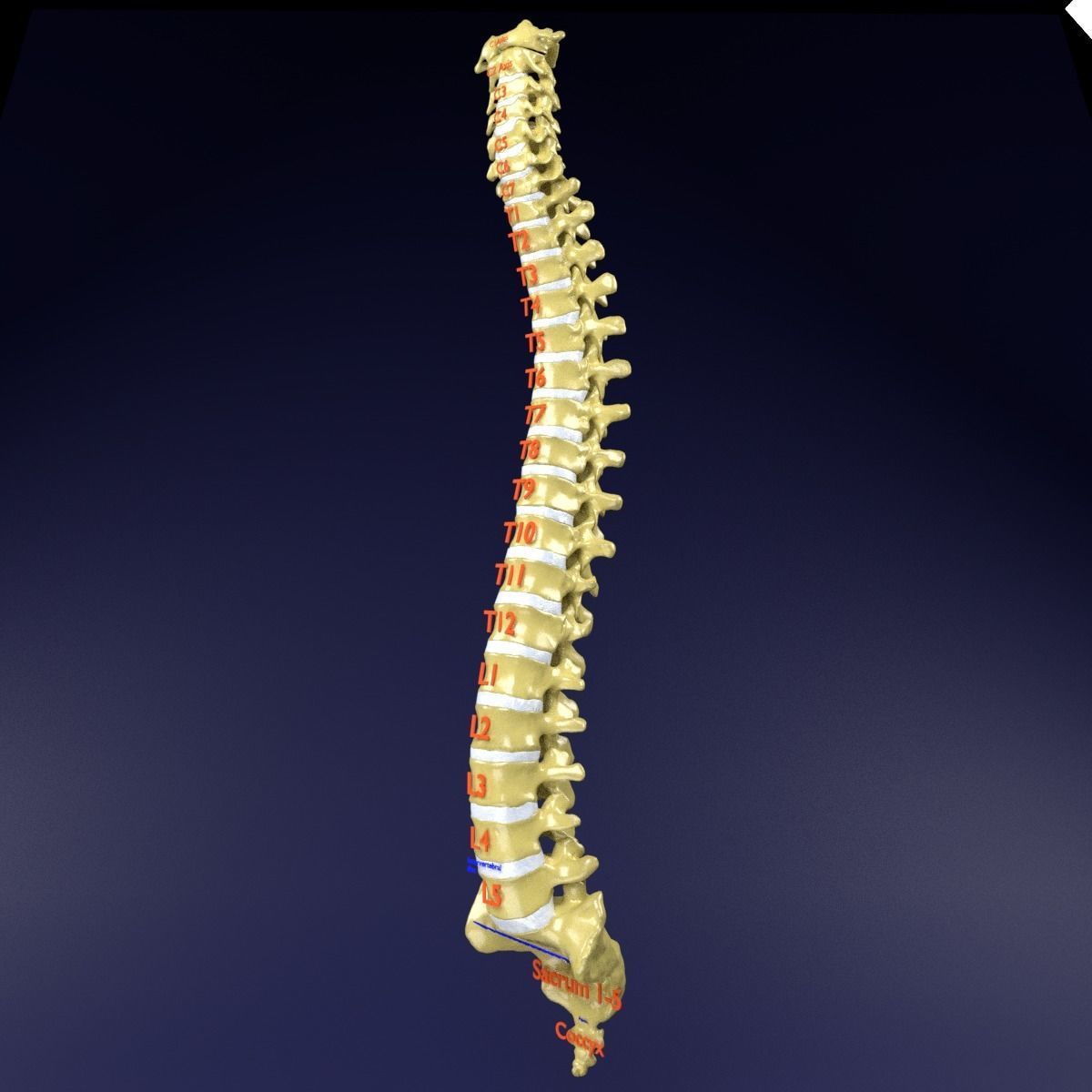 Vertebrae vertebral column labelled text detail 3D model_2