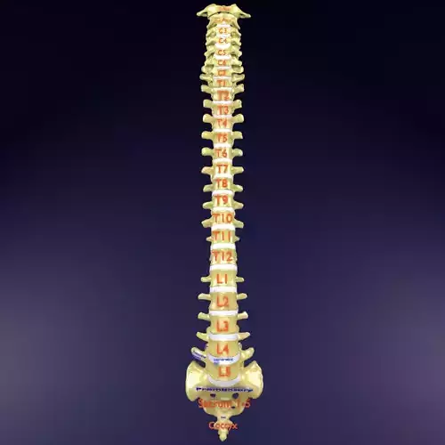 Vertebrae vertebral column labelled text detail 3D model Vertebrae vertebral column labelled text detail 3D model