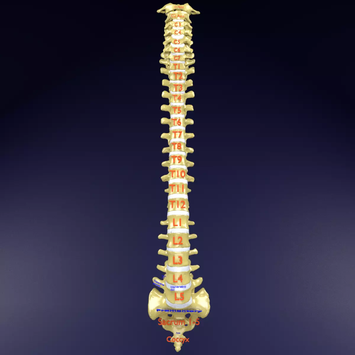 Vertebrae vertebral column labelled text detail 3D model_0