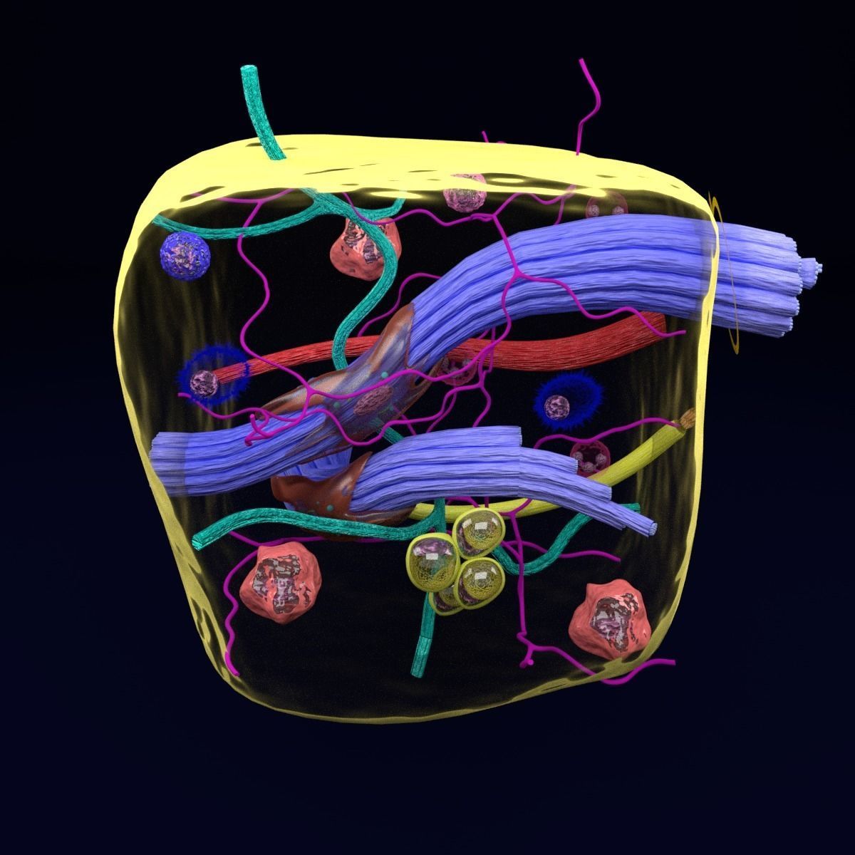 connective tissue elements labelled 3D model_78