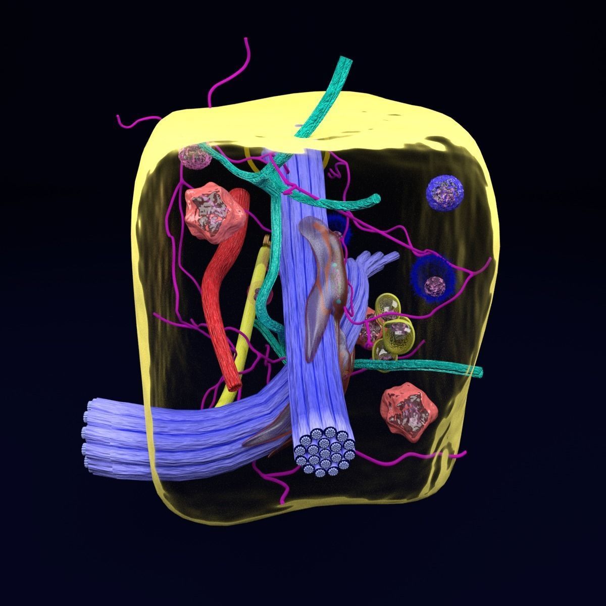 connective tissue elements labelled 3D model_26