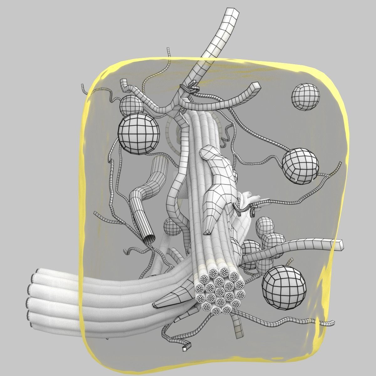 connective tissue elements labelled 3D model_96