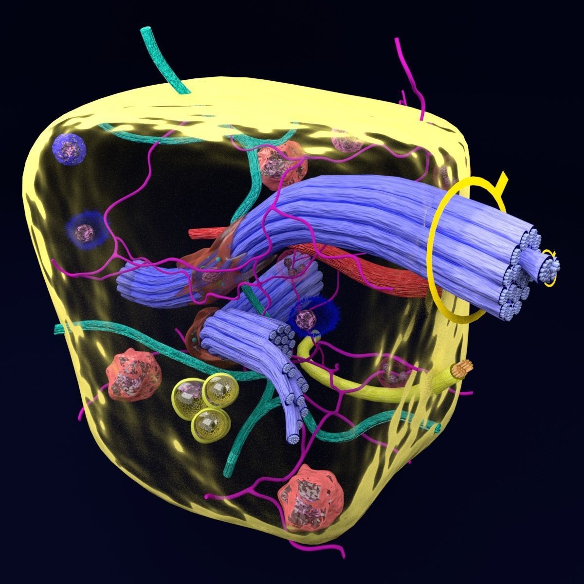 connective tissue elements labelled 3D model_89