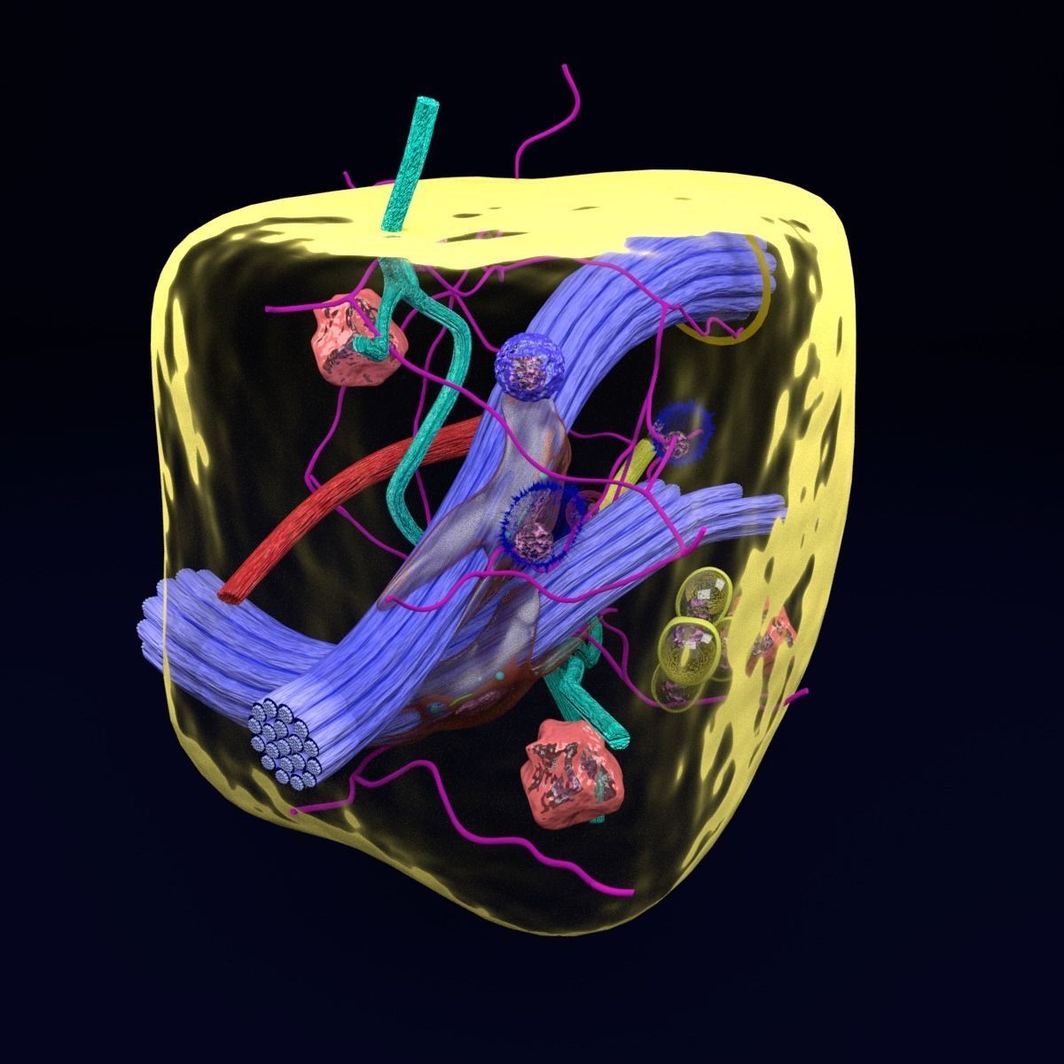connective tissue elements labelled 3D model_18