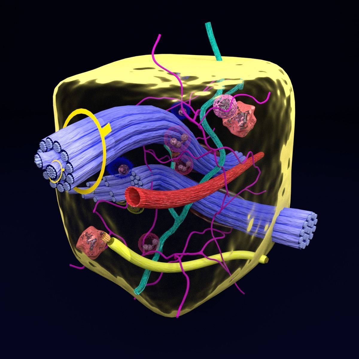 connective tissue elements labelled 3D model_53