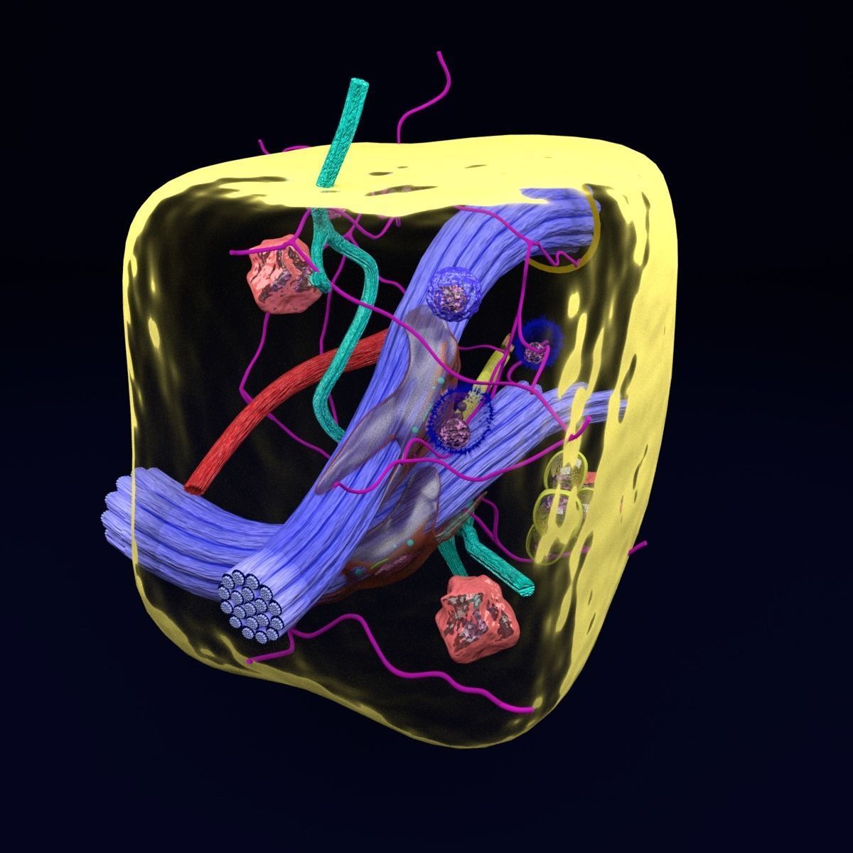 connective tissue elements labelled 3D model_19