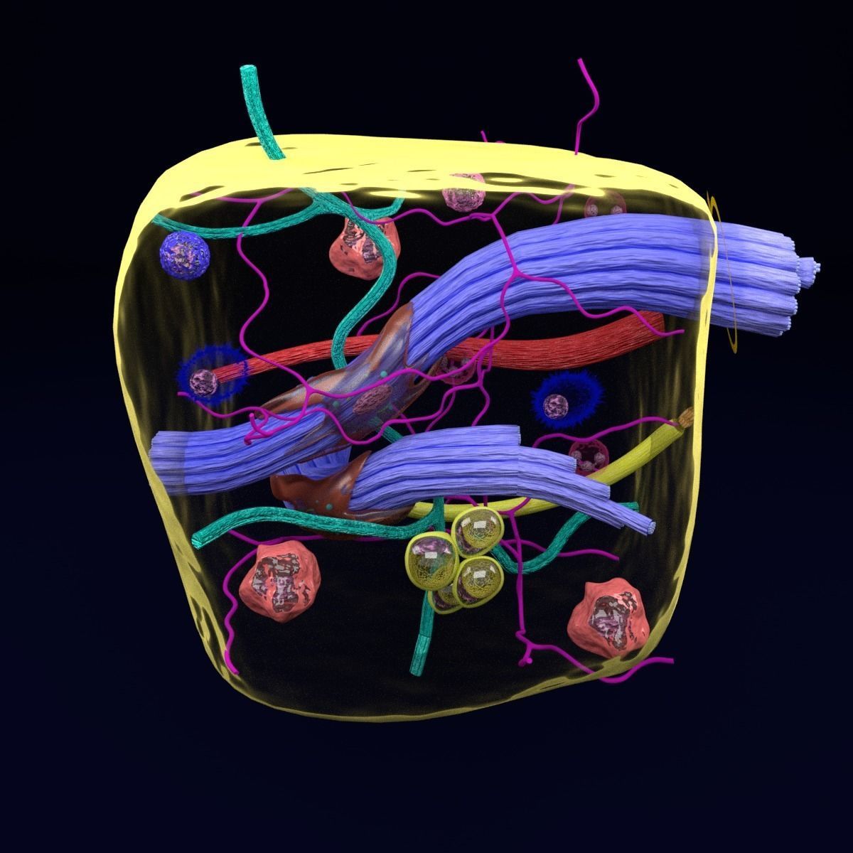 connective tissue elements labelled 3D model_7