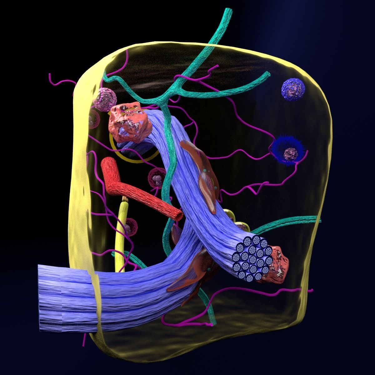 connective tissue elements labelled 3D model_85