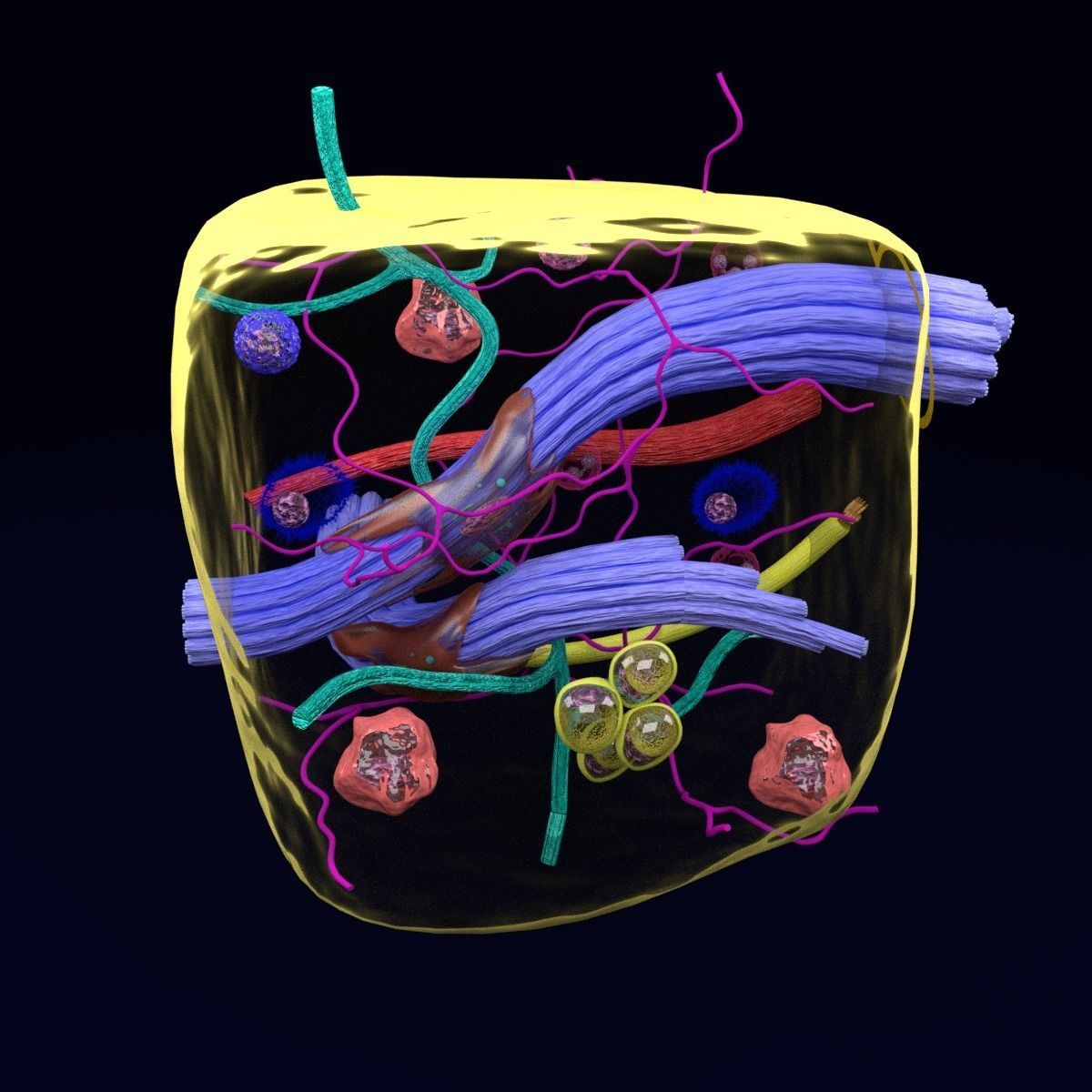 connective tissue elements labelled 3D model_9