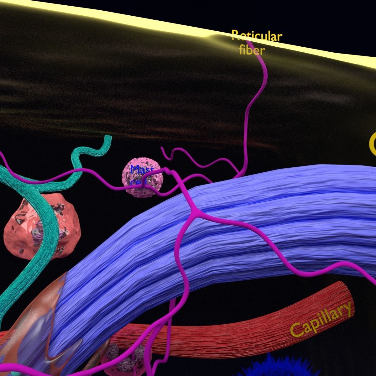 connective tissue elements labelled 3D model_6