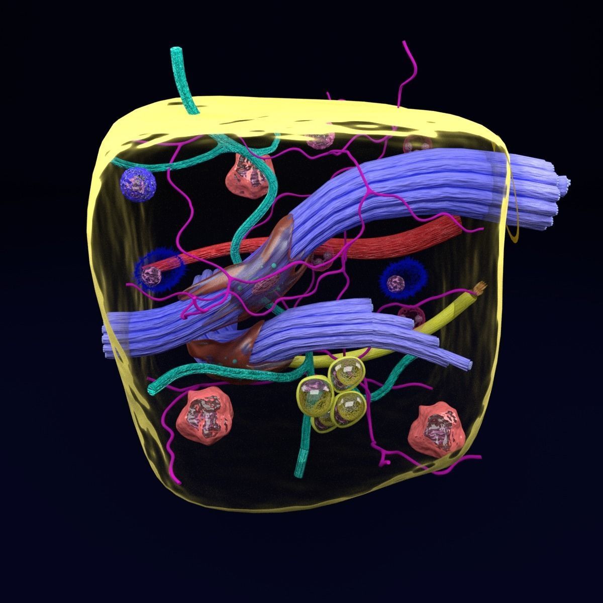 connective tissue elements labelled 3D model_8