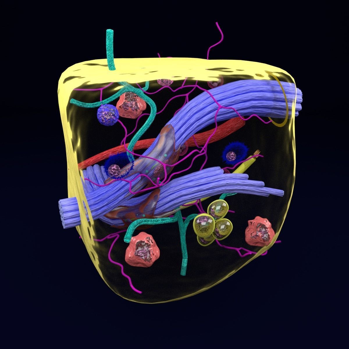 connective tissue elements labelled 3D model_12